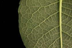 Salix caprea. Lower leaf surface.
 Image: D. Glenny © Landcare Research 2020 CC BY 4.0